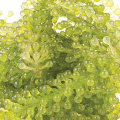alga laminaria digitata extract